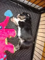 Macy, a female Australian Shepherd for sale in Lebanon, MO – Photo 2 of 2