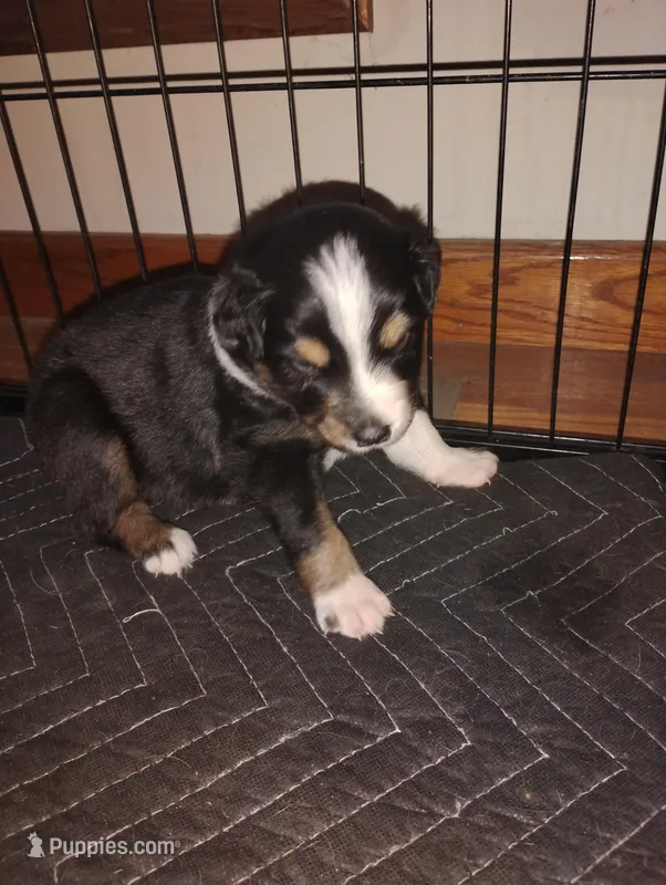 Macy – Australian Shepherd puppy for sale in Lebanon, MO