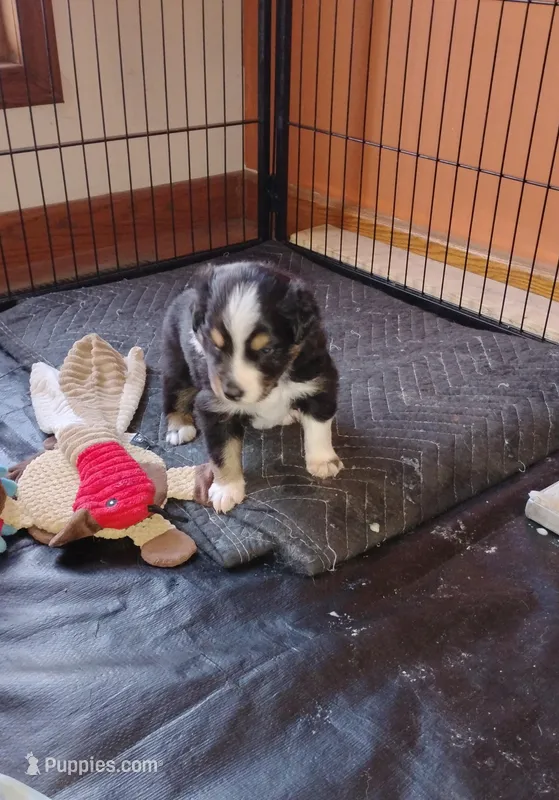 Macy – Australian Shepherd puppy for sale in Lebanon, MO