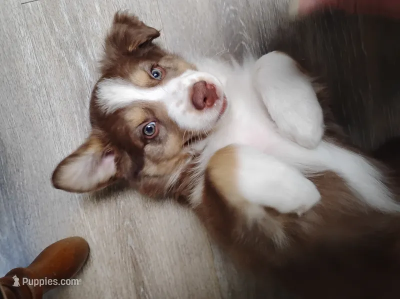 Ruby – Australian Shepherd puppy on hold in Lebanon, MO
