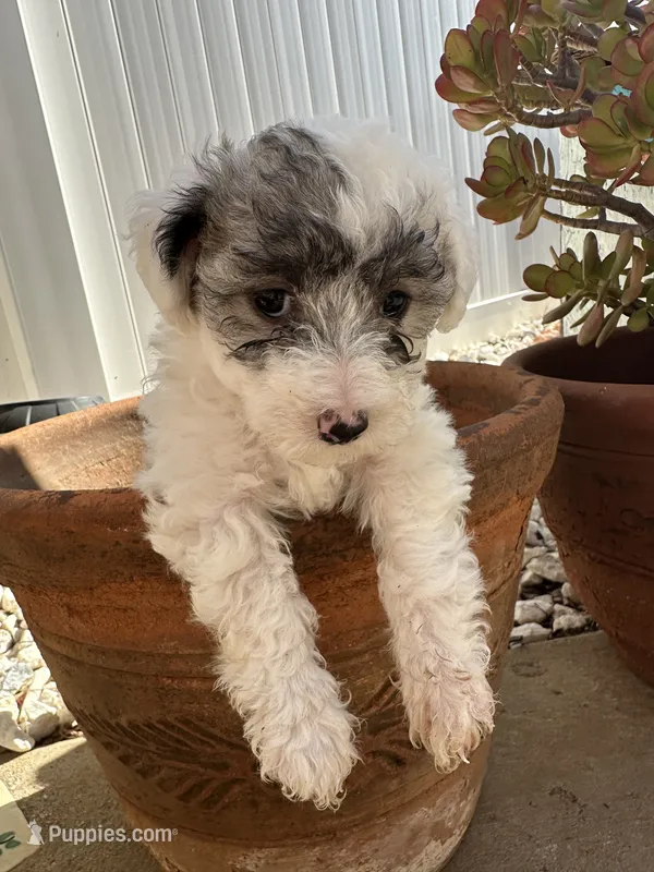 Betsy – Maltipoo puppy for sale in Santee, CA