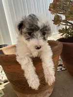 Betsy, a female Maltipoo for sale in Santee, CA – 1 of 2