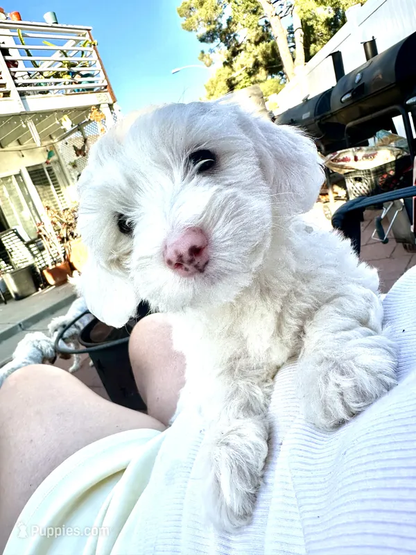 Blanca – Maltipoo puppy for sale in Santee, CA