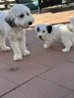 BG (Big Girl), a female Maltipoo for sale in Santee, CA – 2 of 4