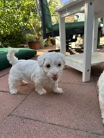Blanca, a female Maltipoo for sale in Santee, CA – 3 of 3
