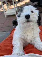 BG (Big Girl), a female Maltipoo for sale in Santee, CA – 1 of 4