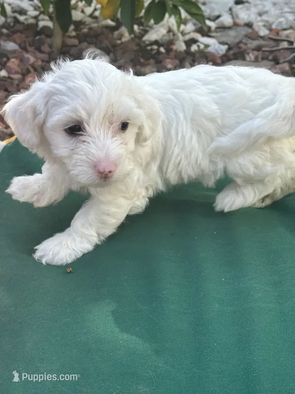 Blanca – Maltipoo puppy for sale in Santee, CA