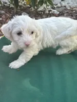 Blanca, a female Maltipoo for sale in Santee, CA – 1 of 3
