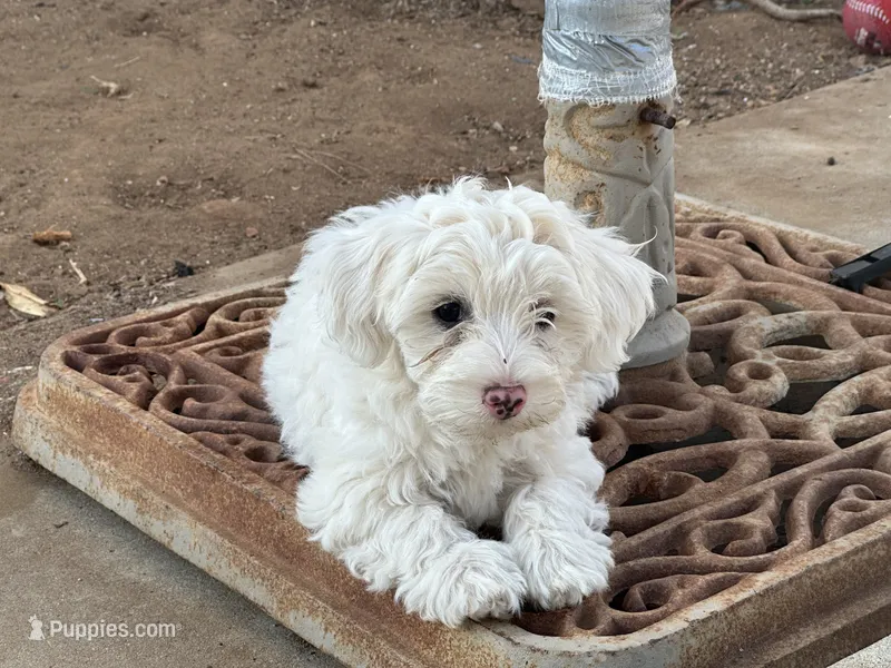 Angel – Maltipoo puppy for sale in Santee, CA