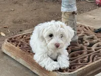 Angel, a female Maltipoo for sale in Santee, CA – 1 of 2