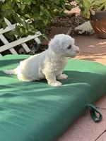 Blanca, a female Maltipoo for sale in Santee, CA – 2 of 3