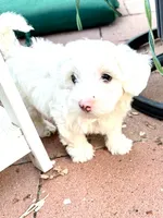 Blanca, a female Maltipoo for sale in Santee, CA – 2 of 5