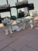BG (Big Girl), a female Maltipoo for sale in Santee, CA – 3 of 4