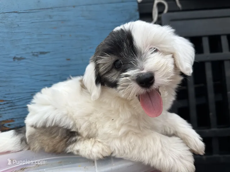 Benji – Maltipoo puppy for sale in Santee, CA