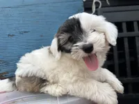 Benji, a male Maltipoo for sale in Santee, CA – 1 of 2