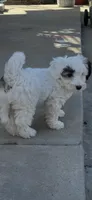 BG (Big Girl), a female Maltipoo for sale in Santee, CA – 4 of 4