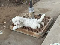 Angel, a female Maltipoo for sale in Santee, CA – 2 of 2