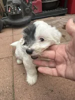 Benji, a male Maltipoo for sale in Santee, CA – 2 of 2