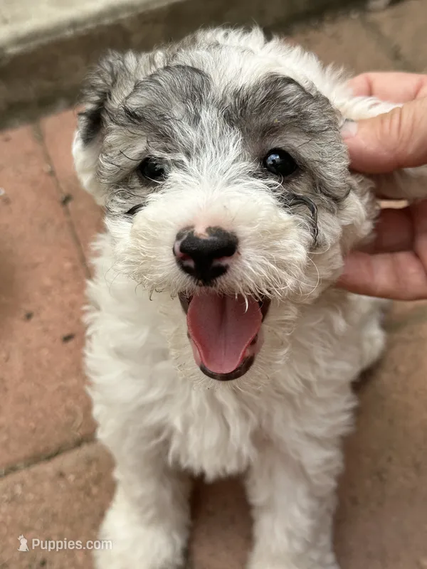 Bambi – Maltipoo puppy for sale in Santee, CA
