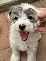 Bambi, a female Maltipoo for sale in Santee, CA – 1 of 1