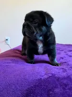 Fluffy Frenchie Big Rope , a male French Bulldog for sale in Bowling Green, KY – 3 of 3
