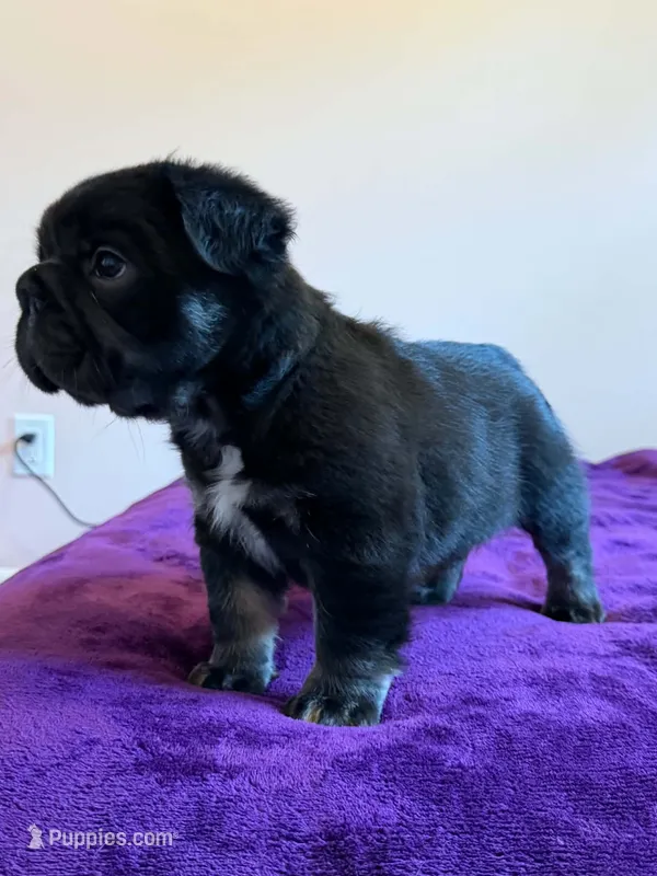 Fluffy Frenchie Big Rope  – French Bulldog puppy for sale in Bowling Green, KY