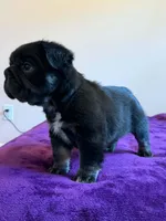 Fluffy Frenchie Big Rope , a male French Bulldog for sale in Bowling Green, KY – 1 of 3
