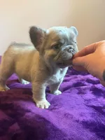 Fluffy Frenchie , a female French Bulldog for sale in Bowling Green, KY – 2 of 3