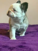 Fluffy Frenchie , a female French Bulldog for sale in Bowling Green, KY – 2 of 3