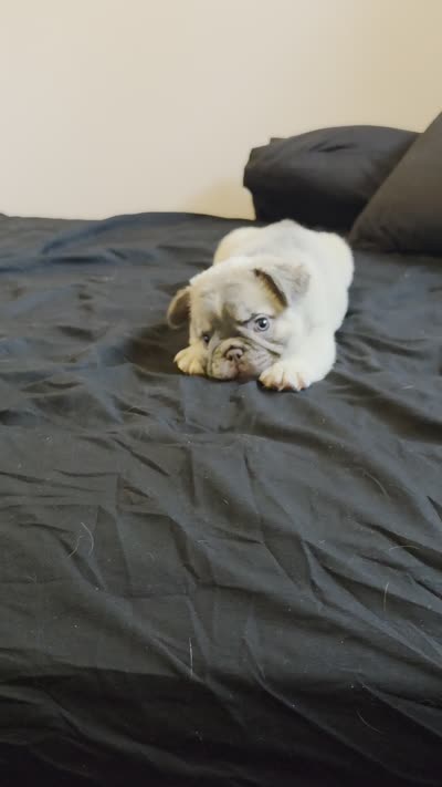 Fluffy Frenchie , a female French Bulldog for sale in Bowling Green, KY – 3 of 3