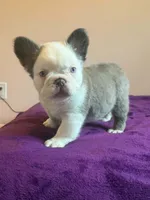 Fluffy Frenchie, a male French Bulldog for sale in Bowling Green, KY – 1 of 4