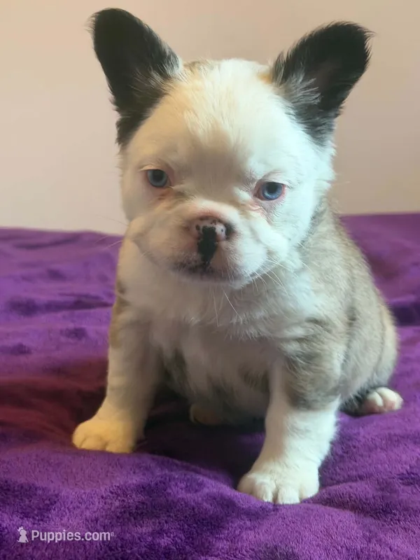 Fluffy Frenchie  – French Bulldog puppy for sale in Bowling Green, KY