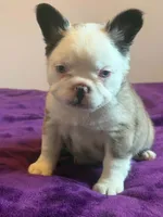 Fluffy Frenchie , a female French Bulldog for sale in Bowling Green, KY – 1 of 3