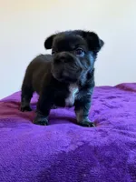 Fluffy Frenchie Big Rope , a male French Bulldog for sale in Bowling Green, KY – 2 of 3