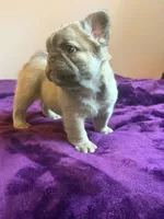 Fluffy Frenchie , a female French Bulldog for sale in Bowling Green, KY – 1 of 3