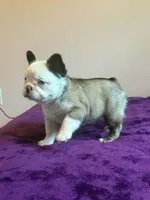 Fluffy Frenchie , a female French Bulldog for sale in Bowling Green, KY – 3 of 3