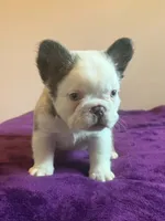 Fluffy Frenchie, a male French Bulldog for sale in Bowling Green, KY – 2 of 4