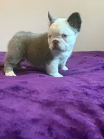 Fluffy Frenchie, a male French Bulldog for sale in Bowling Green, KY – 3 of 4