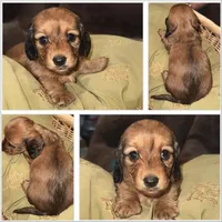 Rosie, a female Miniature Dachshund for sale in Mendenhall, MS – Photo 2 of 3