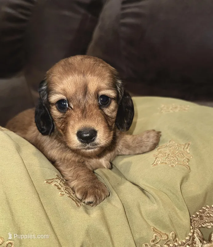 Rosie – Miniature Dachshund puppy for sale in Mendenhall, MS