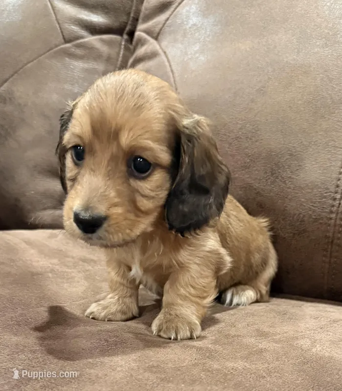 Hyde – Miniature Dachshund puppy for sale in Mendenhall, MS