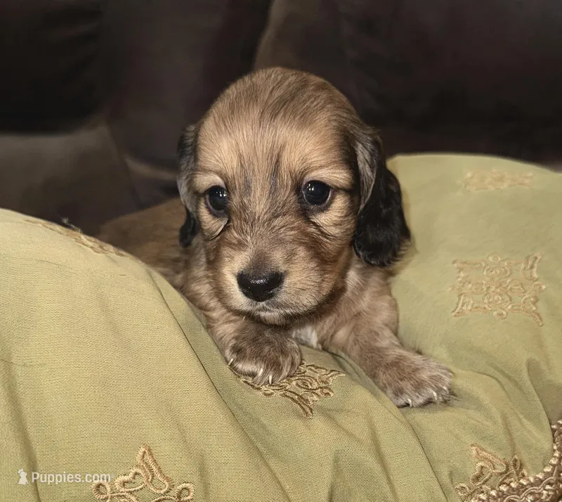 Hyde – Miniature Dachshund puppy for sale in Mendenhall, MS