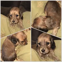 Hyde, a male Miniature Dachshund for sale in Mendenhall, MS – Photo 2 of 3