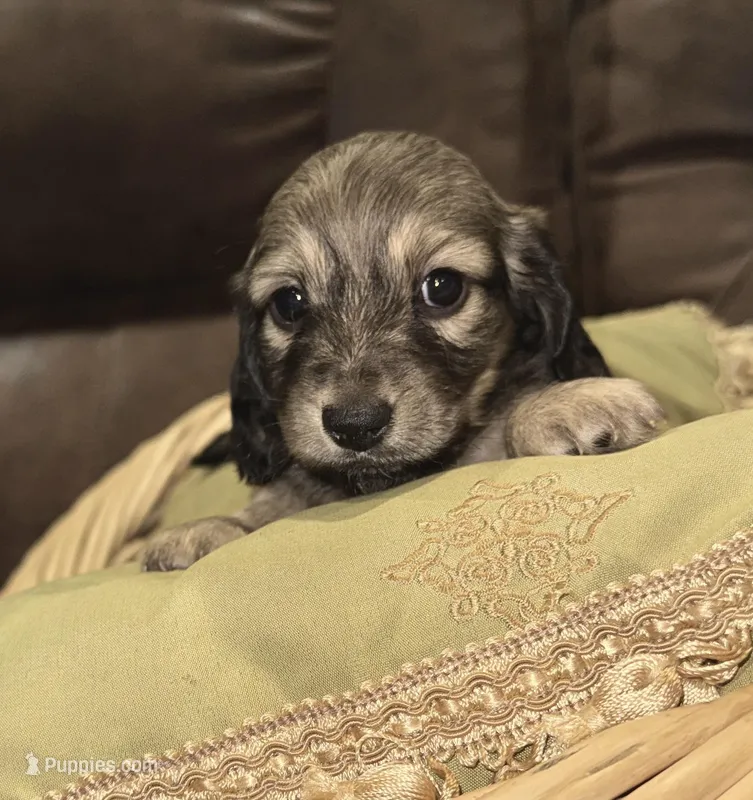 Juliet – Miniature Dachshund puppy for sale in Mendenhall, MS