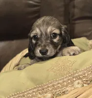 Juliet, a female Miniature Dachshund for sale in Mendenhall, MS – Photo 1 of 3