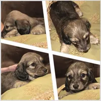 Juliet, a female Miniature Dachshund for sale in Mendenhall, MS – Photo 3 of 3