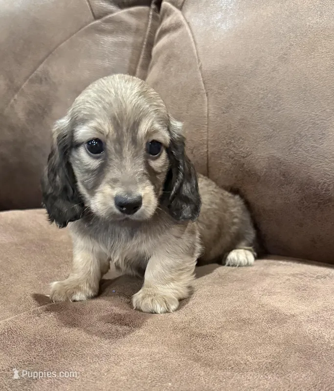Juliet – Miniature Dachshund puppy on hold in Mendenhall, MS