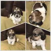 Junibee, a female Miniature Dachshund for sale in Mendenhall, MS – Photo 2 of 3