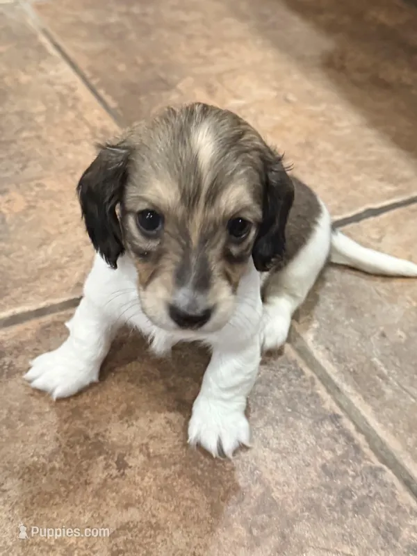 Junibee – Miniature Dachshund puppy for sale in Mendenhall, MS