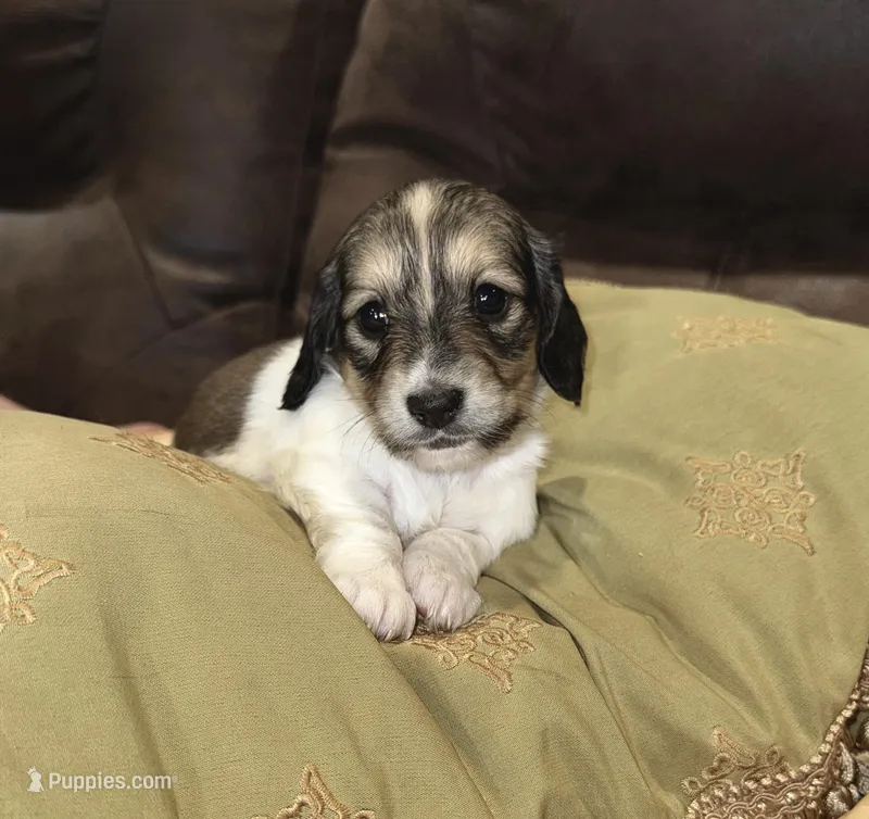 Junibee – Miniature Dachshund puppy for sale in Mendenhall, MS